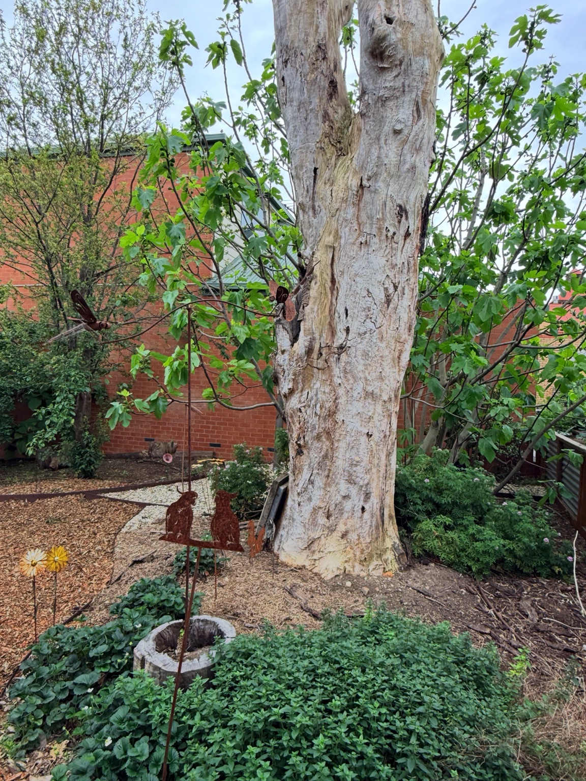 Garden under the gum trees
